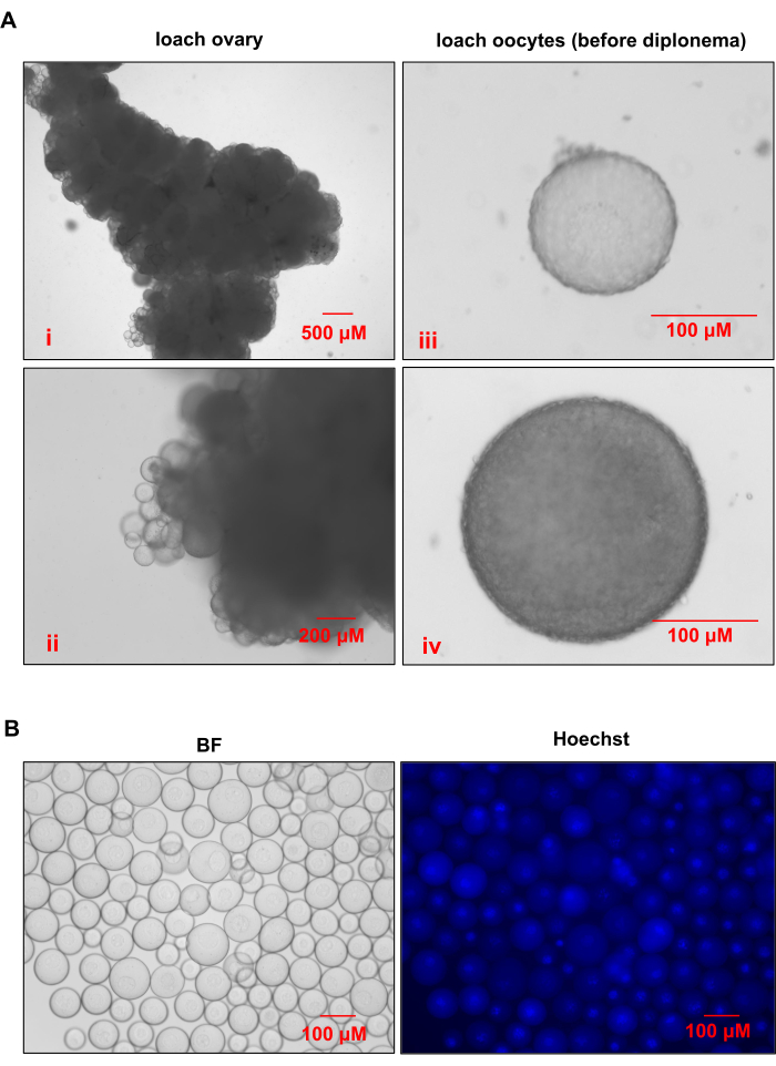 figure-results-4 Loach ovary and oocytes microscopy images; bright field and Hoechst staining for cellular study.