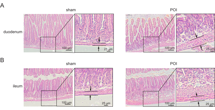 figure-results-3 Histology comparison of duodenum and ileum, sham vs. POI; microscopy image, tissue morphology.