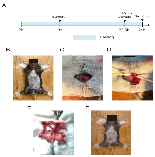 figure-results-1 Animal surgery process with timeline; images show surgical steps, fasting period, and examination.