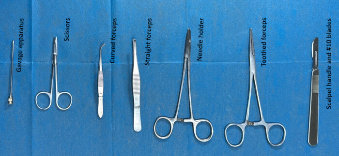 figure-results-2 Surgical instrument set: gavage, scissors, forceps, needle holder, scalpel on sterile field.