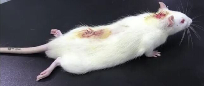 figure-results-3 Lab rodent model for wound healing experiment; visible incisions used for regeneration study.