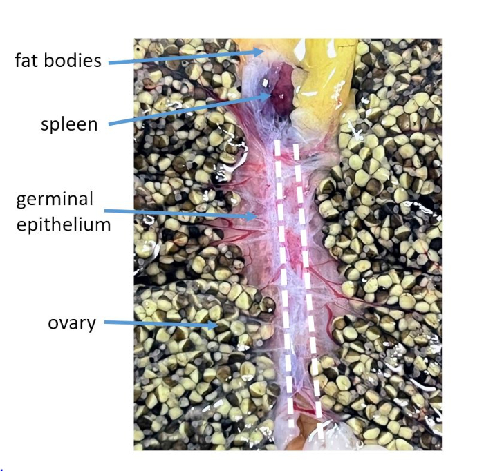 Frog dissection diagram with labeled fat bodies, spleen, germinal epithelium, and ovaries.