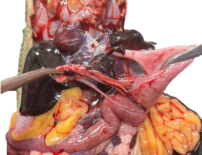 figure-results-13 Anatomy dissection showing visceral organs, digestive system components, and connective tissues.