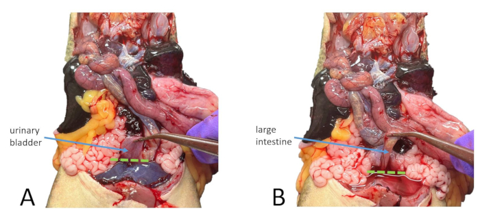 Dissection comparison of urinary bladder and large intestine in pig anatomy diagram.