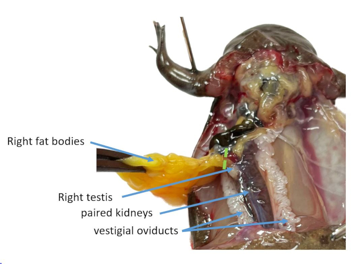 Dissection diagram: amphibian internal organs labeled, including testis and kidneys for educational study.
