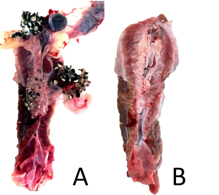 figure-results-18 Tissue comparison; parasitic infection analysis; biological specimen image; research study result.