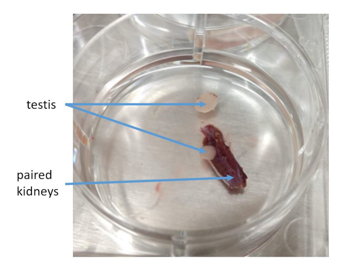 Dissection setup, labeled testis and paired kidneys in petri dish, organ identification study.