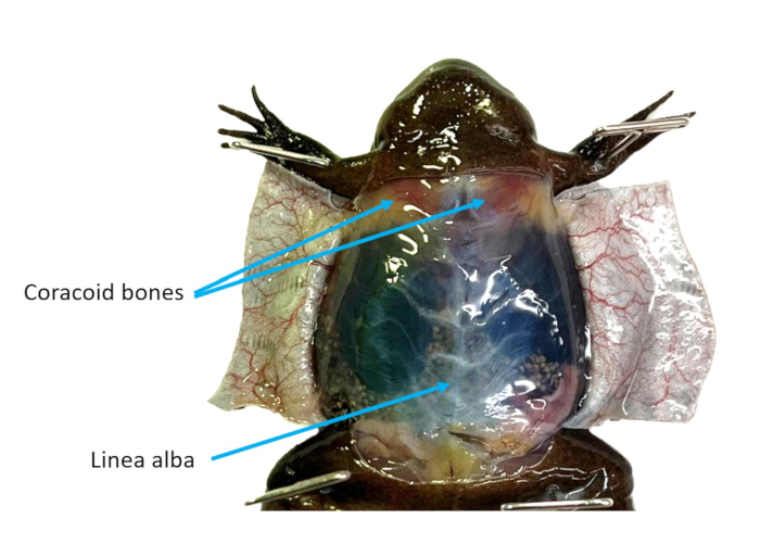 figure-results-2 Frog dissection diagram showing coracoid bones, linea alba, for anatomical study and education.