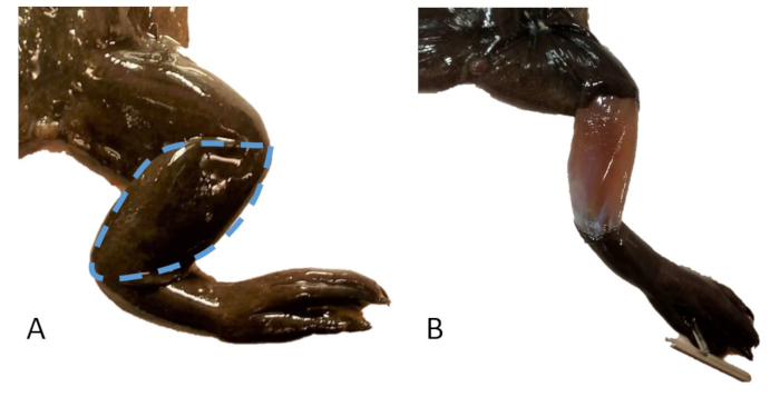 figure-results-20 Frog leg anatomy comparison; dissected limbs showing muscle structure; biological study.