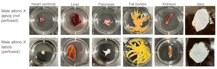 figure-results-21 Male albino X. laevis organs comparison, perfused vs. not, in petri dishes; biological study.