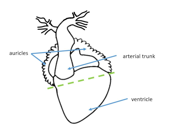 Heart anatomy diagram; shows auricles, arterial trunk, ventricle; educational labeling.
