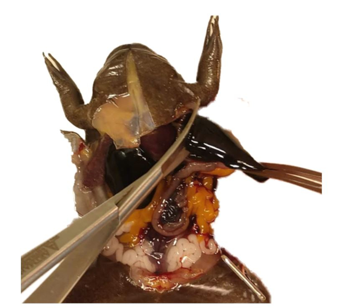 Frog dissection showing internal organs, educational biology experiment, anatomy study assistance.