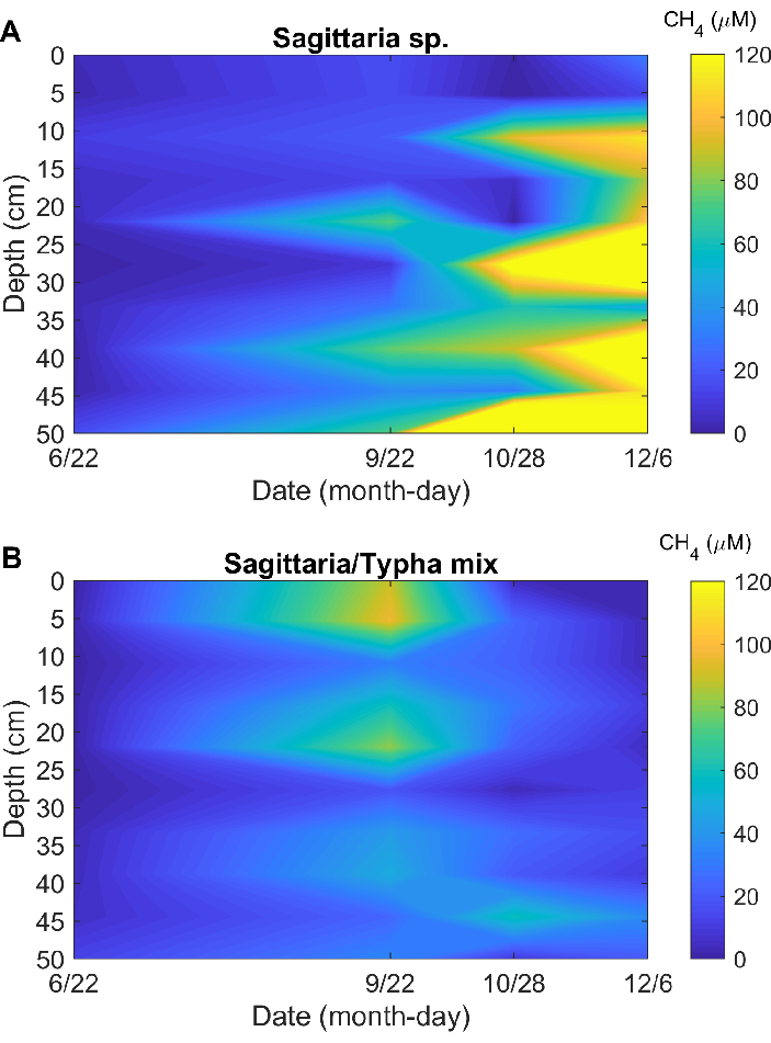 Methane concentration depth-time heatmap; Sagittaria vs. Sagittaria/Typha.
