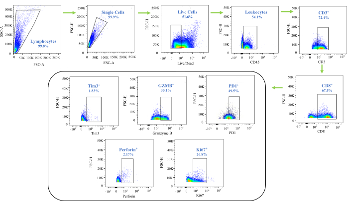 figure-results-4 Flow cytometry gating strategy diagram for lymphocyte and leukocyte analysis; CD3 and CD8 markers.