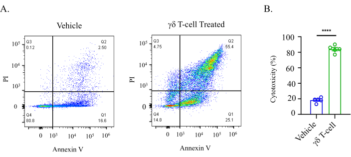 figure-results-5 Flow cytometry analysis; Annexin V/PI apoptosis assay comparing vehicle vs γδ T-cell treatment.