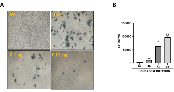 figure-results-1 HIV infection assay results; microscopy images and immunoassay data of p24 levels over time.