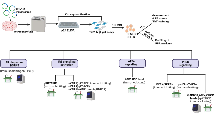 figure-results-2 Virus quantification flowchart; ultracentrifuge, p24 ELISA, qRT-PCR, UPR markers profiling.