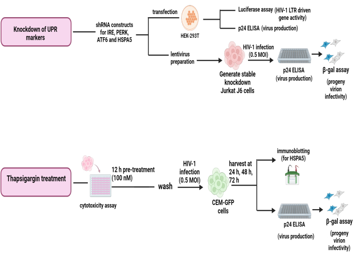 figure-results-3 Knockdown of UPR markers and thapsigargin treatment diagram; HIV-1 infection setup; p24 ELISA results.