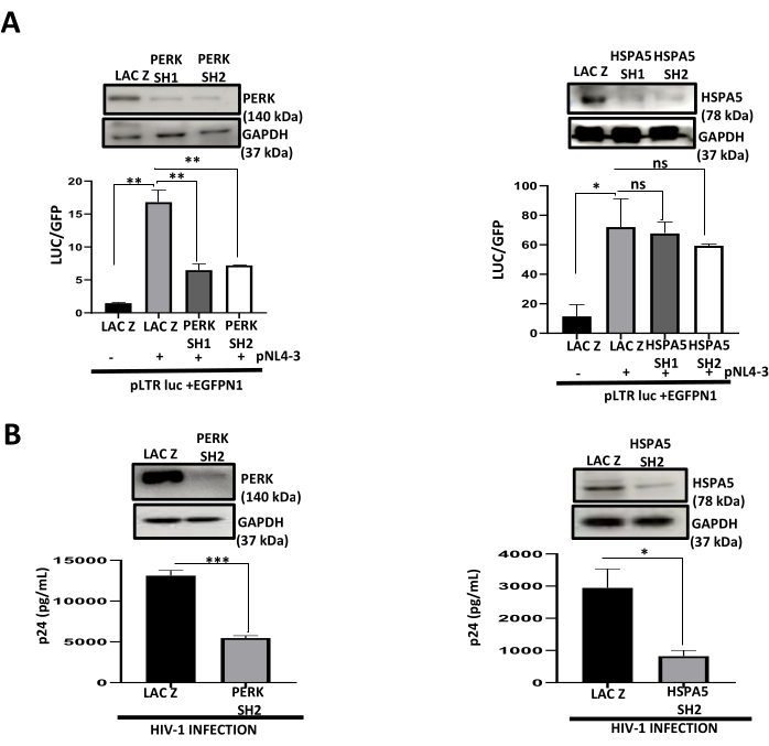 figure-results-6 Protein expression analysis; Western blot and bar charts; PERK, HSPA5 effects on luciferase, HIV.