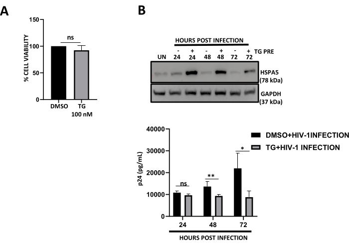 figure-results-7 Cell viability and protein expression analysis; bar chart and immunoblot in HIV infection experiment.