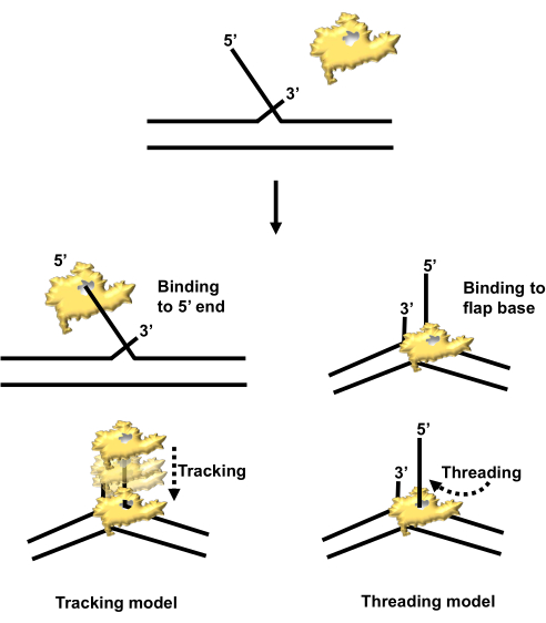 DNA binding models diagram; tracking and threading process illustration.