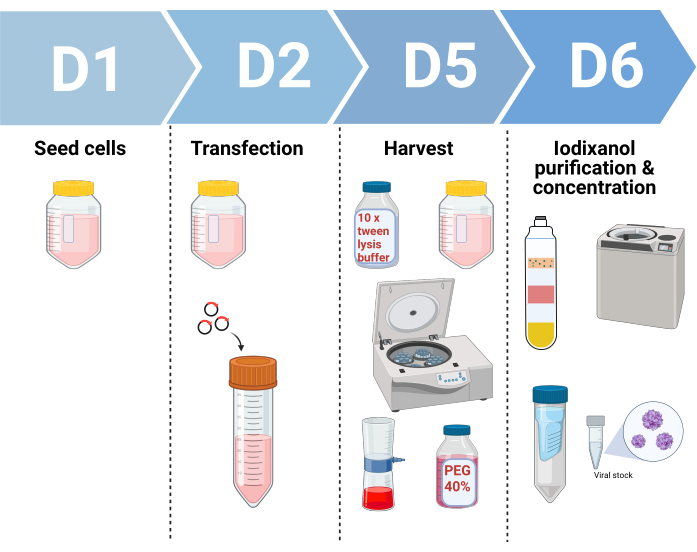 figure-results-1 Cell culture process: seed cells, transfection, harvest, iodixanol purification; diagram, centrifuge.
