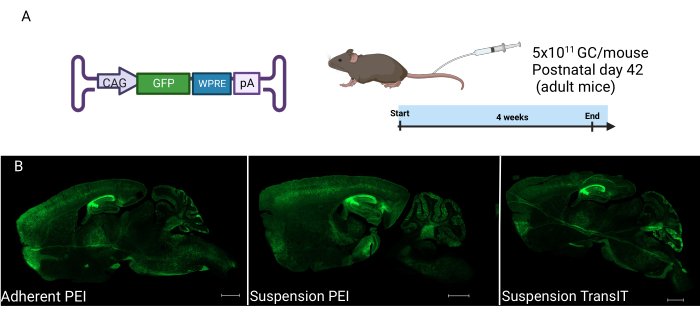 figure-results-3 Gene editing diagram; GFP vector in mouse brain imaging; fluorescence microscopy results.