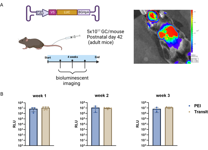 figure-results-4 Bioluminescent imaging of mice with gene vector injection; graph shows RLU over three weeks.