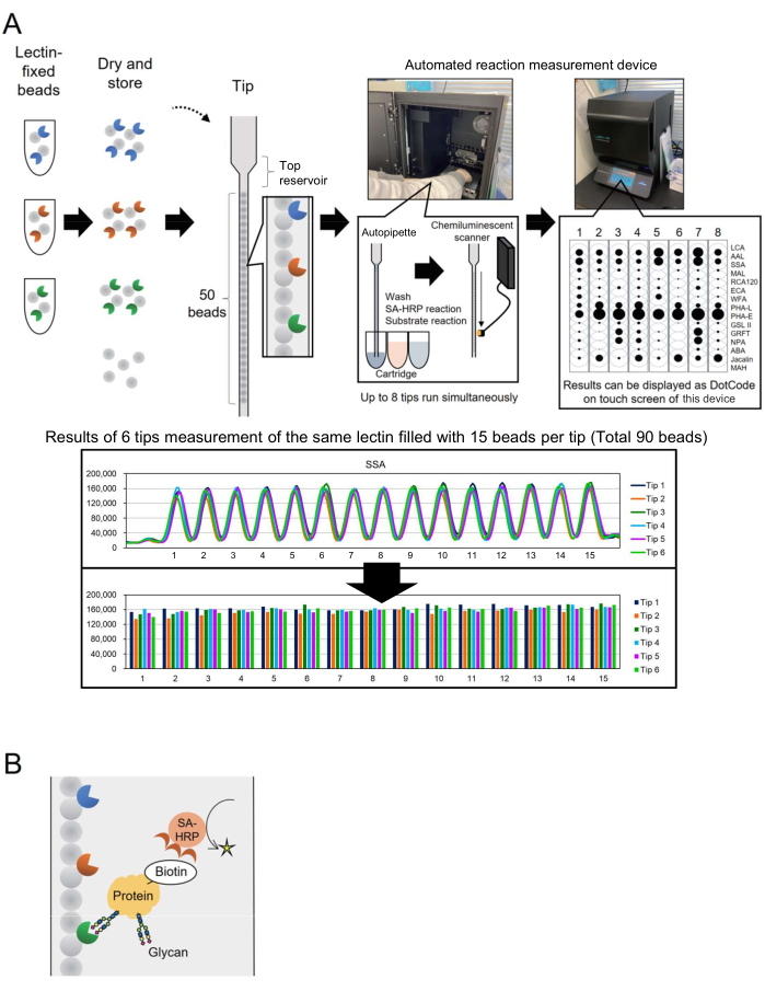 figure-results-1 Lectin bead assay diagram with automated reaction setup, chemiluminescent analysis, and dot plot results.