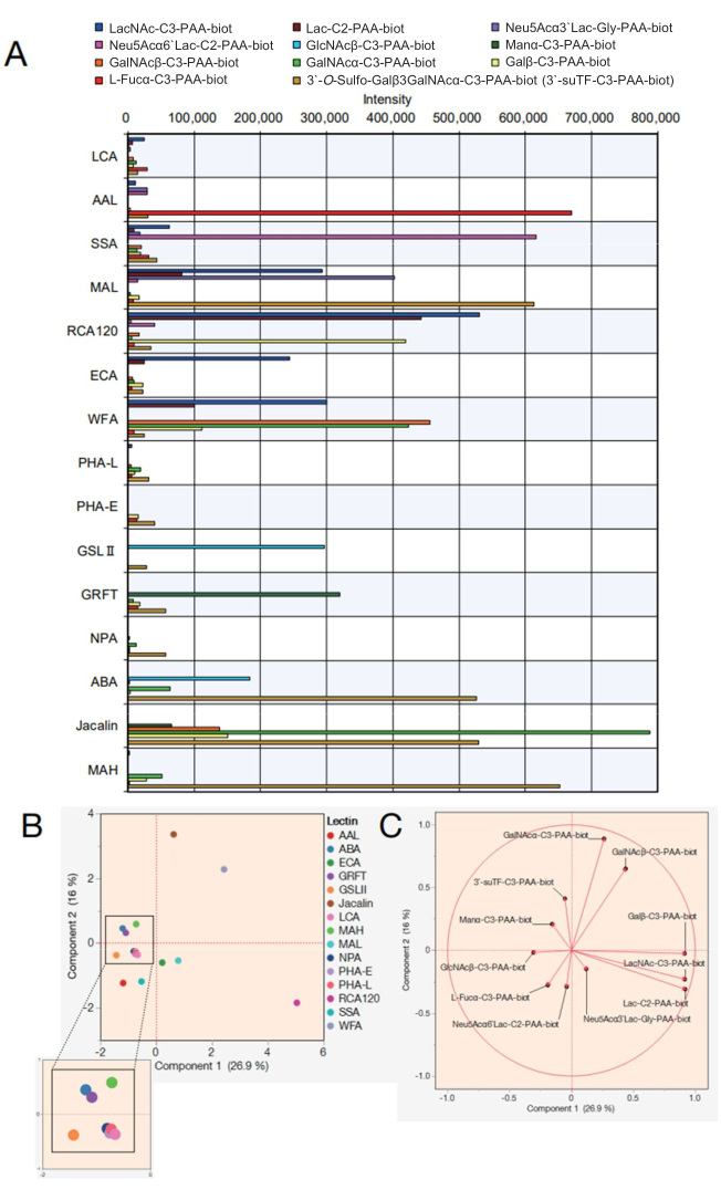 figure-results-4 Lectin-binding analysis in bar chart, PCA plot, and loading plot; glycan detection, data comparison.