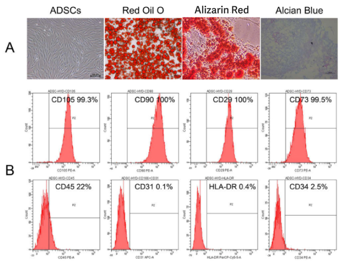 ADSCs staining and flow cytometry, Red Oil O, Alizarin Red, Alcian Blue, CD marker analysis diagrams.