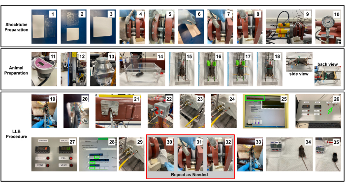 Shock tube setup for animal testing; sequence shows preparation, experiment, and monitoring procedure.