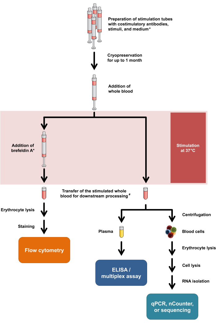 figure-results-1 Blood stimulation diagram; flow cytometry, ELISA, PCR processes; antibody-tube preparation.