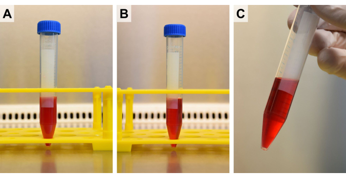 figure-results-2 Centrifuge tubes in a rack, pigment separation experiment results, test tube handling.