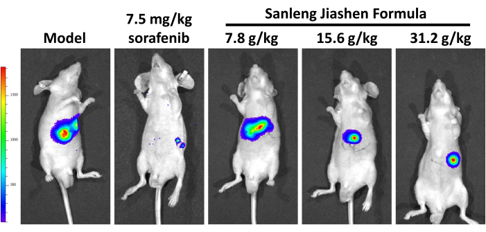 figure-results-3 Bioluminescent imaging, tumor growth response, sorafenib vs. herbal formula, mouse model experiment.