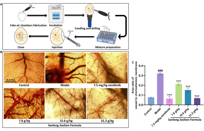 figure-results-4 Chick embryo angiogenesis process, treatment comparison, microscopy images, bar graph analysis.