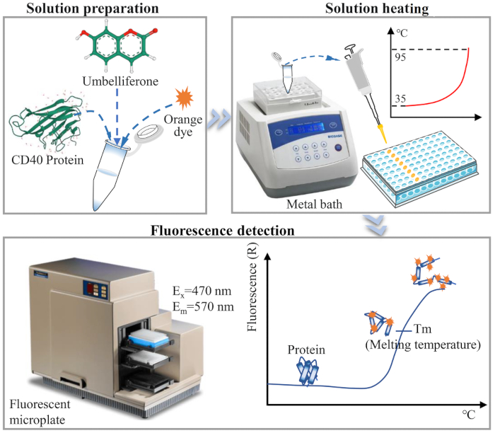 CD40 protein fluorescence assay; diagram of solution prep, heating, micropipette use, emission analysis.