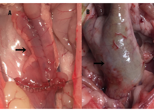 figure-results-1 Intestinal anastomosis comparison, surgical procedure, arrows indicate sutured and diseased areas.