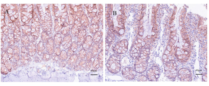 figure-results-6 Histology of tissue sections A and B, microscope image, cell structure analysis, 60 µm scale bar.