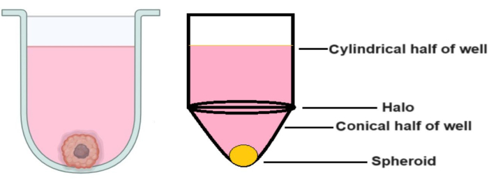 Spheroid formation diagram; cell culture in well; labeled sections: cylindrical, halo, conical, spheroid.