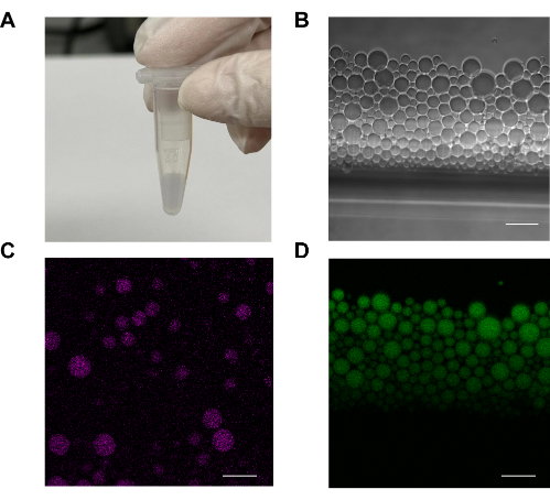 Droplet microfluidics: microscopy images of emulsion; sample preparation; fluorescence analysis.