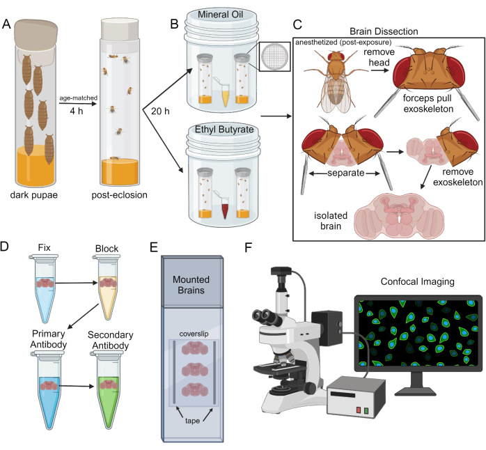 figure-results-1 Fly brain dissection and analysis process diagram, including confocal imaging setup for cellular study.