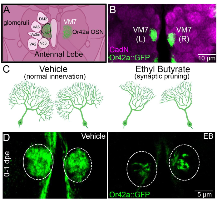 figure-results-2 Antennal lobe diagram and microscopy; olfactory neuron synaptic pruning; GFP, CadN marker.