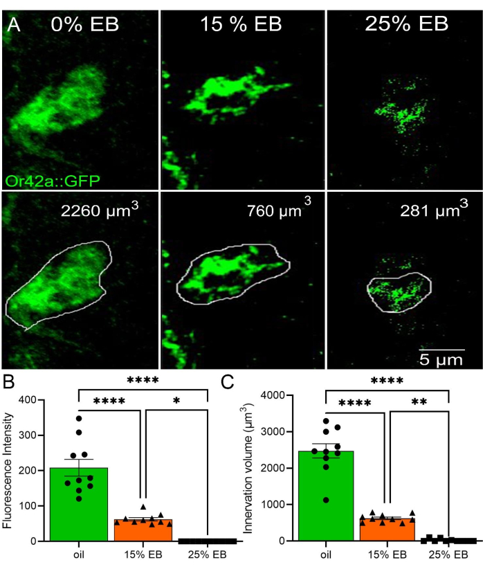 figure-results-3 Fluorescence microscopy, Or42a::GFP expression, ethanol concentration effect, bar graph results.