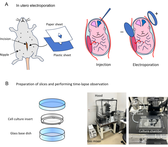In utero electroporation method, diagram, cell culture setup, time-lapse observation experiment.