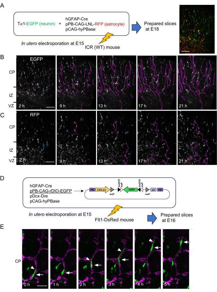 In utero electroporation E15 mouse; neuron-astrocyte tracking; time-lapse microscopy.