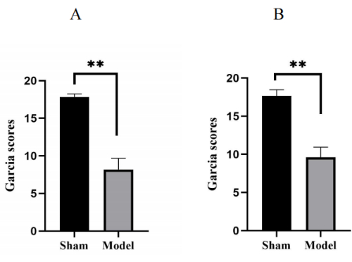 figure-results-3 Bar graph comparing Garcia scores; significant difference indicated for sham vs model groups.