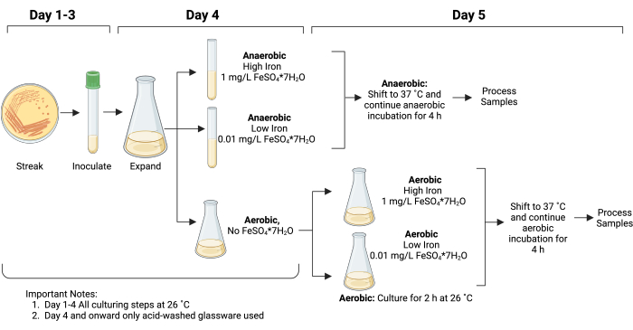 Microbial culture process diagram with anaerobic and aerobic conditions, iron concentration setup.