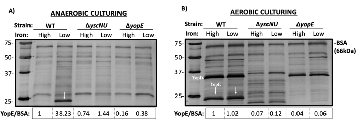 Anaerobic vs. aerobic culturing; protein electrophoresis results; YopE/BSA ratios; iron impact.