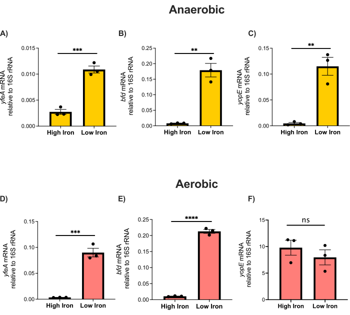 Gene expression bar chart: Anaerobic/aerobic mRNA levels of yfeA, bfd, yopE under iron conditions.